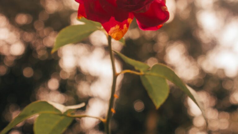 O Zen da Rose Gardening: Cultivando Tranquilidade em Seu Espaço