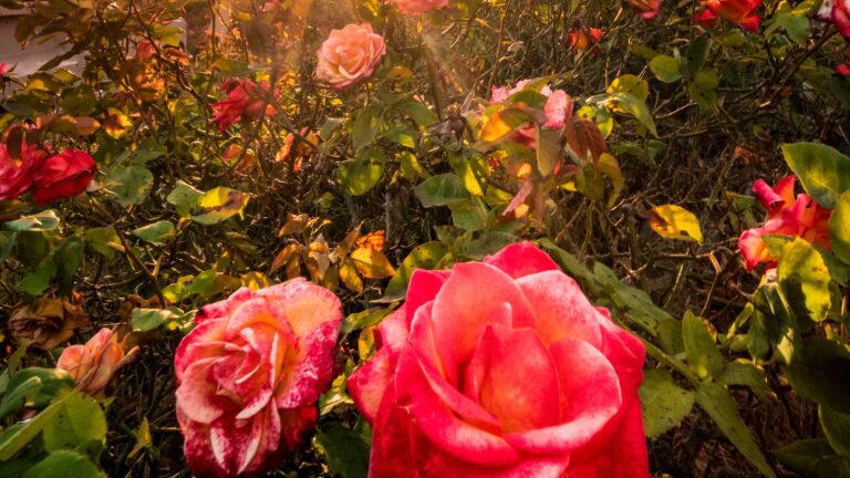 Rosas e rituais: explorando o significado cultural em todo o mundo